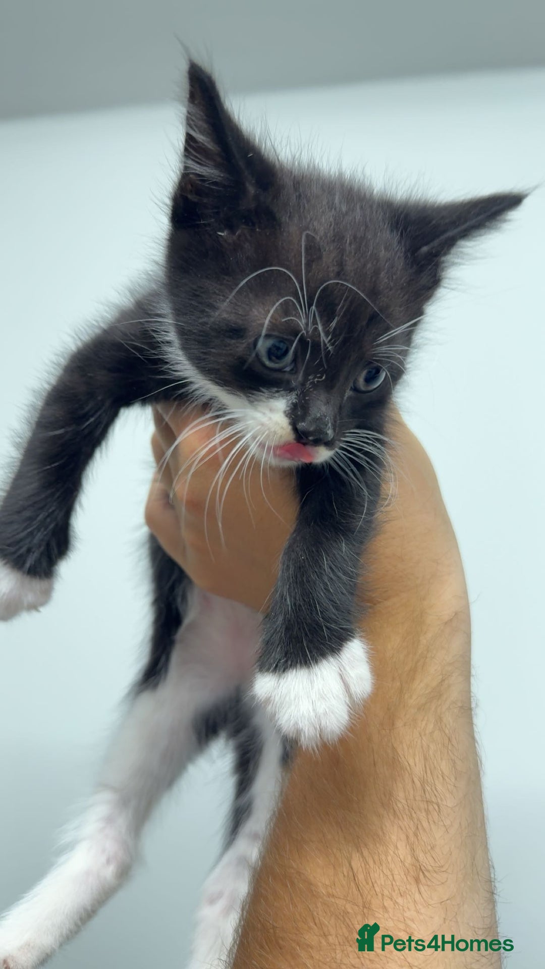 Mixed Breed cats for sale: healthy cute mixed kittens ready to find new homes - Image 4