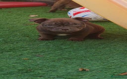 American Bully dogs for sale: Micro Exotic Bully ABR Females - Image 4