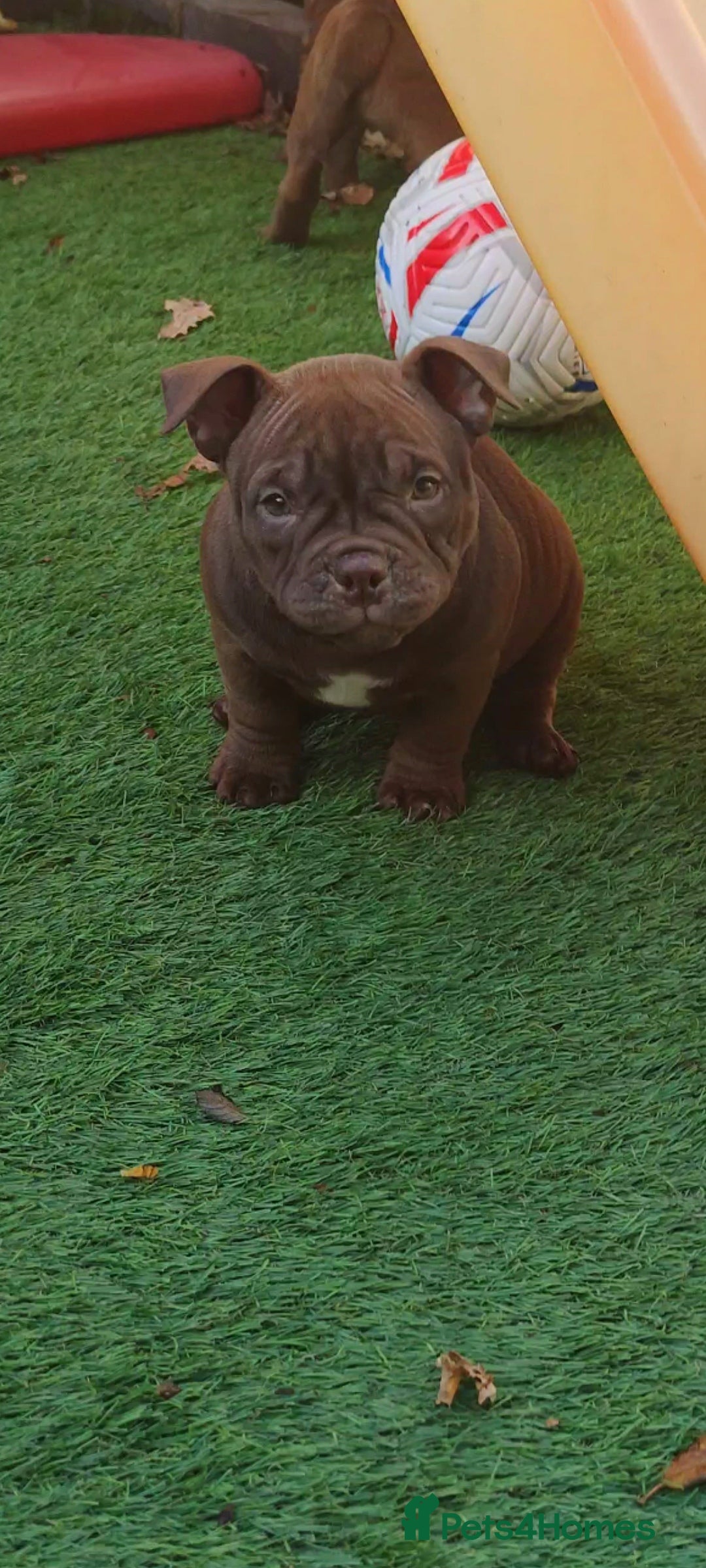 American Bully dogs for sale: Micro Exotic Bully ABR Females - Image 4