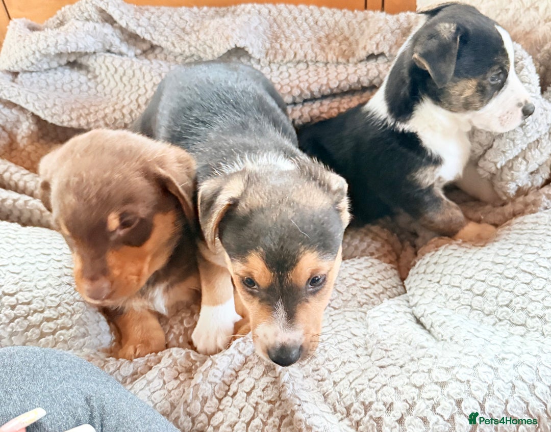 Mixed Breed dogs for sale: Cheeky trio looking for forever homes  - Advert 3