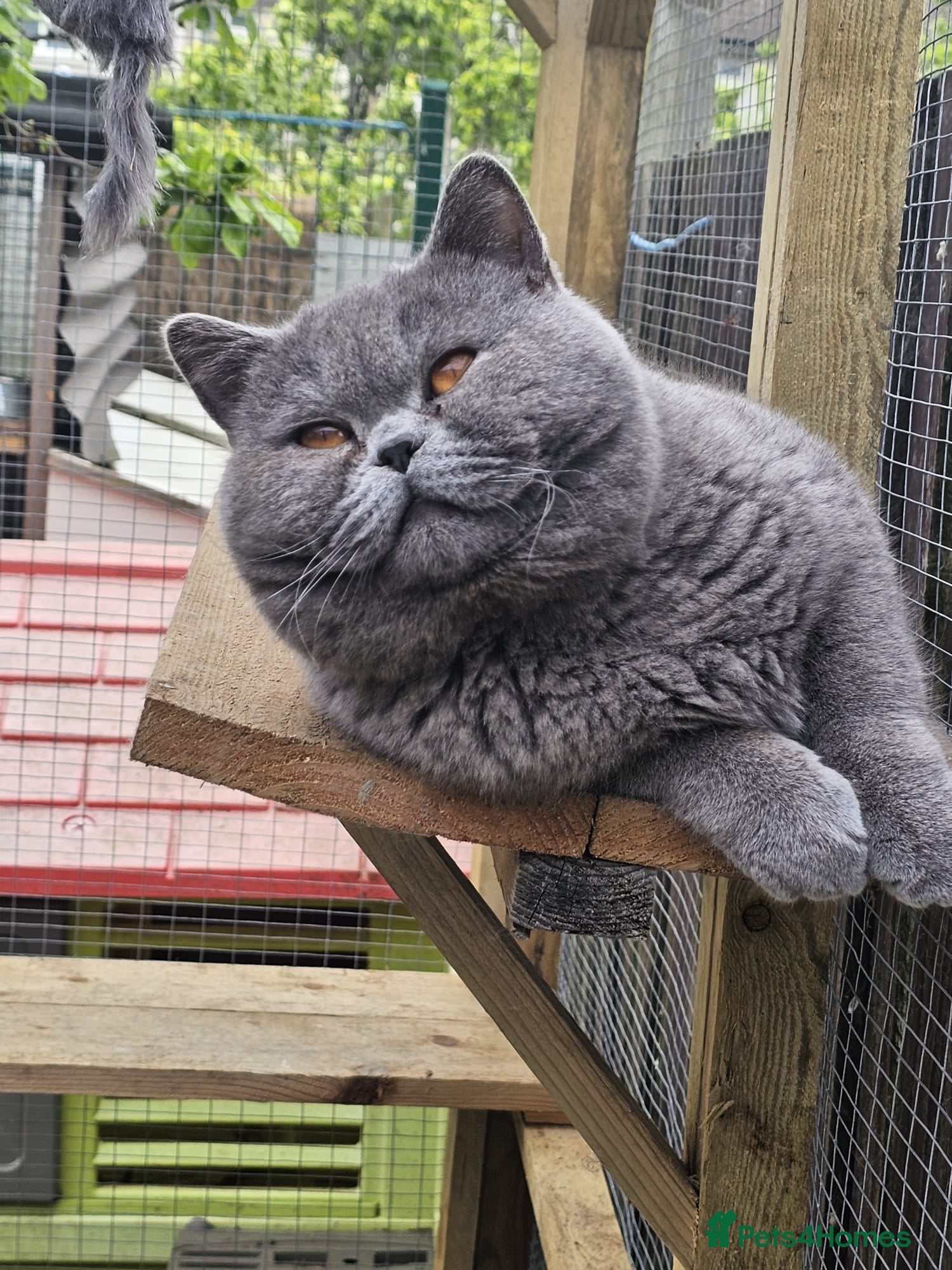 British Shorthair cats 🐾 Beautiful British Shorthair Kittens 🐾 - Advert 2