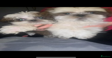Shih Tzu dogs - Advert 1