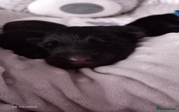 German Shepherd dogs for sale: Excellent Long-Haired German Shepherd Puppies. KC. - Image 24