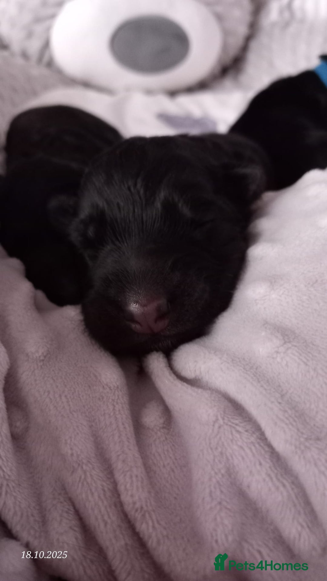 German Shepherd dogs for sale: Excellent Long-Haired German Shepherd Puppies. KC. - Image 24