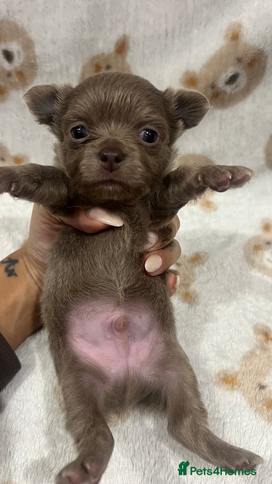 Chihuahua dogs for sale: Stunning Chihuahua Puppies ⭐️ - Advert 23