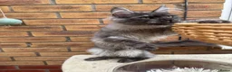 Maine Coon cats for sale: Exceptional pedigree MaineCoons - Phantom & Sprite - Advert 22