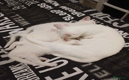 Turkish Angora cats for sale: Mr.Oleksii - Image 10