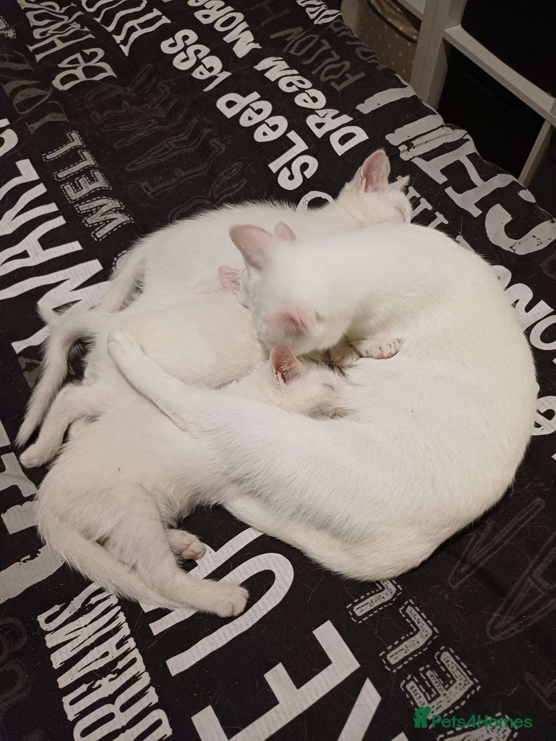 Turkish Angora cats for sale: Mr.Oleksii - Image 10