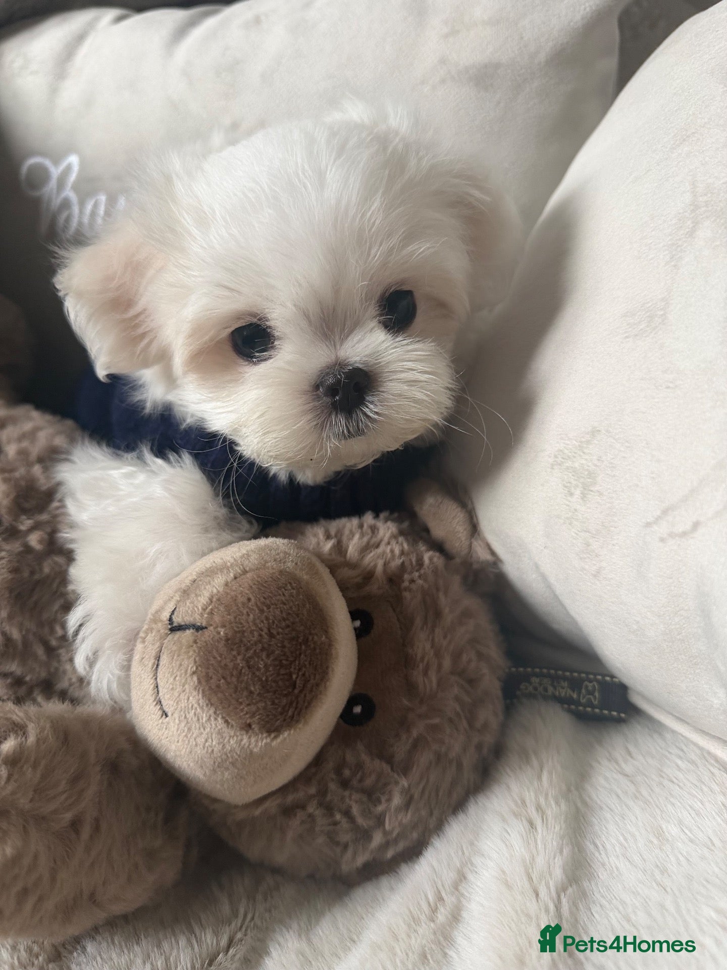Maltese dogs Bambelina Korean Maltese. One Boy  Ready Now 🩵 - Advert 1