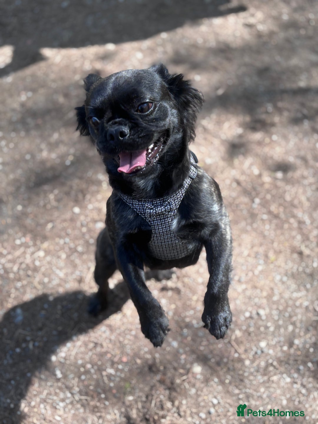 Frug dogs for sale: Frenchie cross pug  - Advert 4