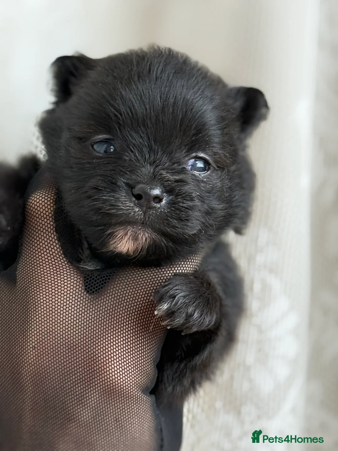 Pomeranian dogs for sale: Black and cream puppies - Advert 9