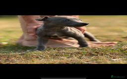 Whippet dogs for sale: Whippet puppies  - Image 9