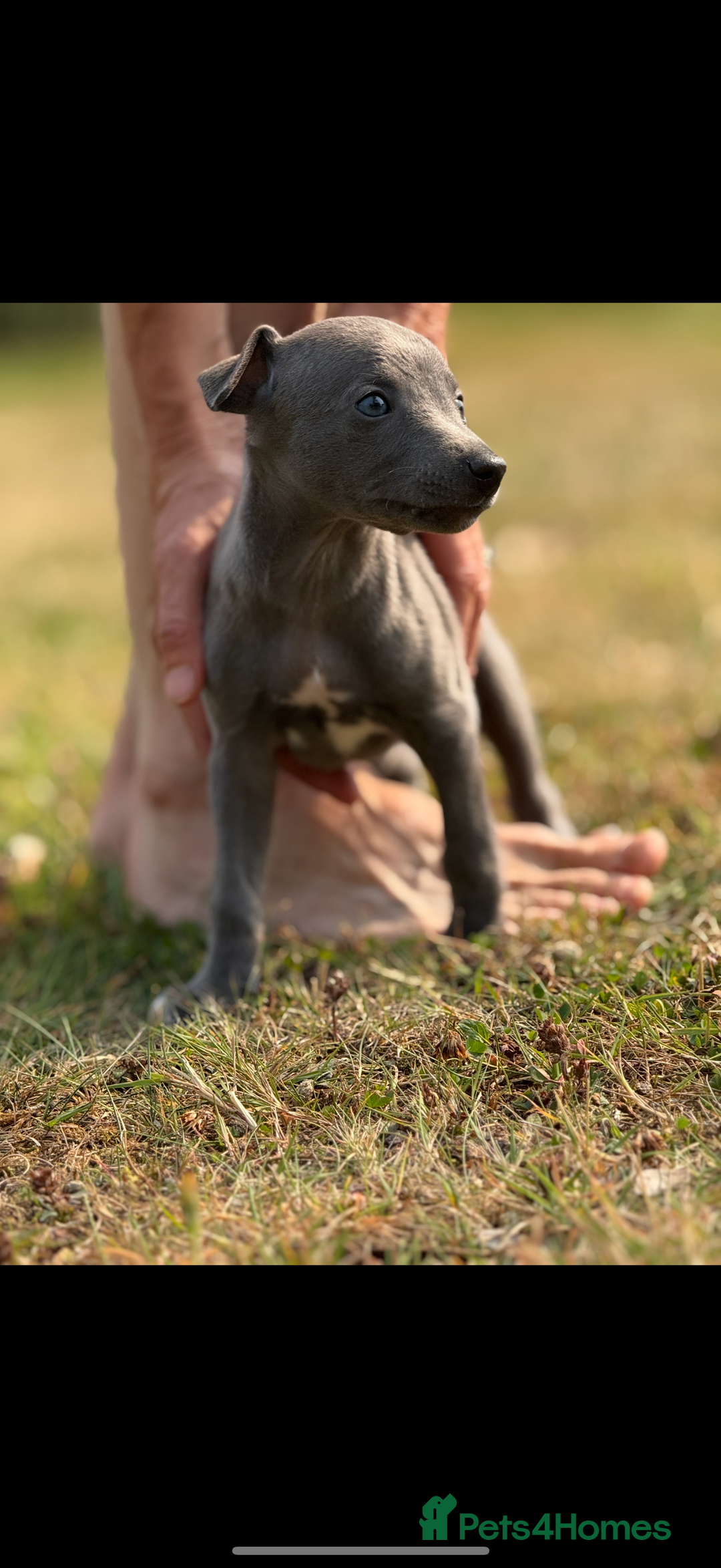 Whippet dogs for sale: Whippet puppies  - Image 9