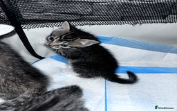 Mixed Breed cats for sale: 5 beautiful tabby kittens - Image 8