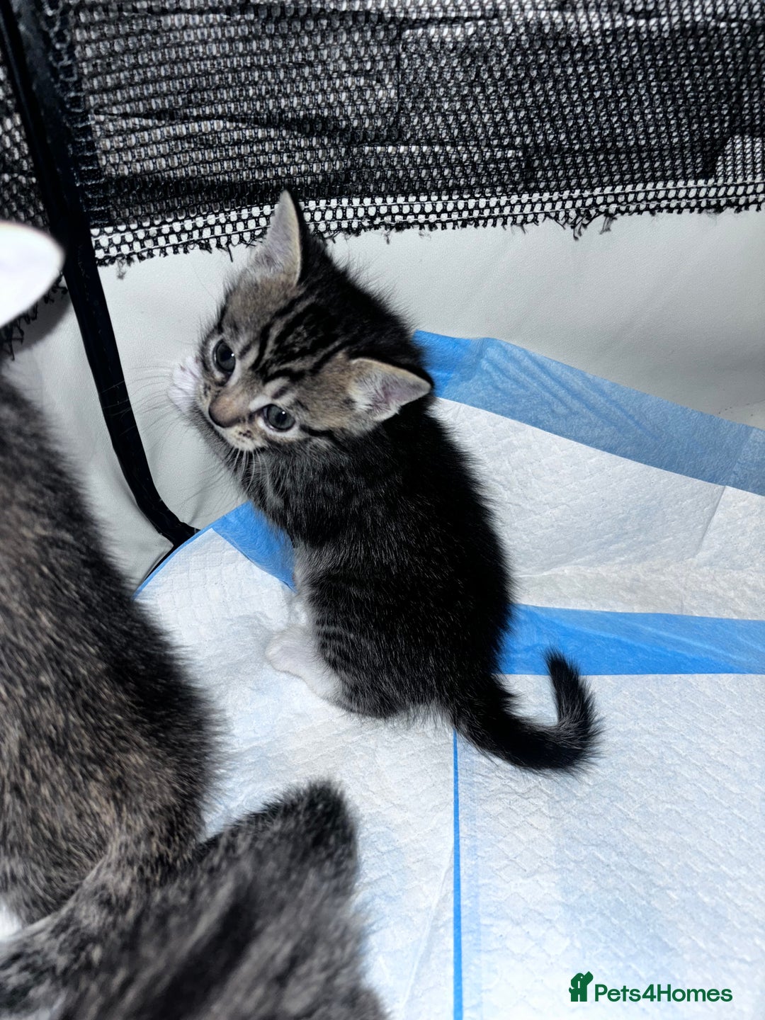 Mixed Breed cats for sale: 5 beautiful tabby kittens - Image 8