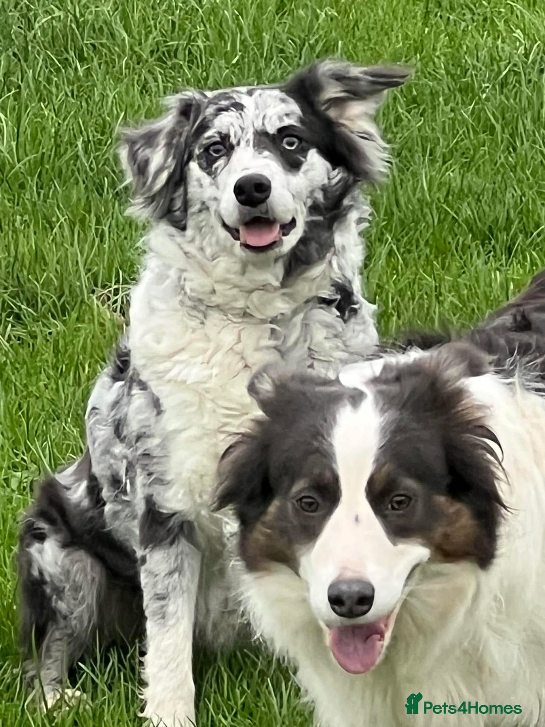 Bordoodle dogs for sale: F1 & F1b Bordoodle pups expected - Advert 5