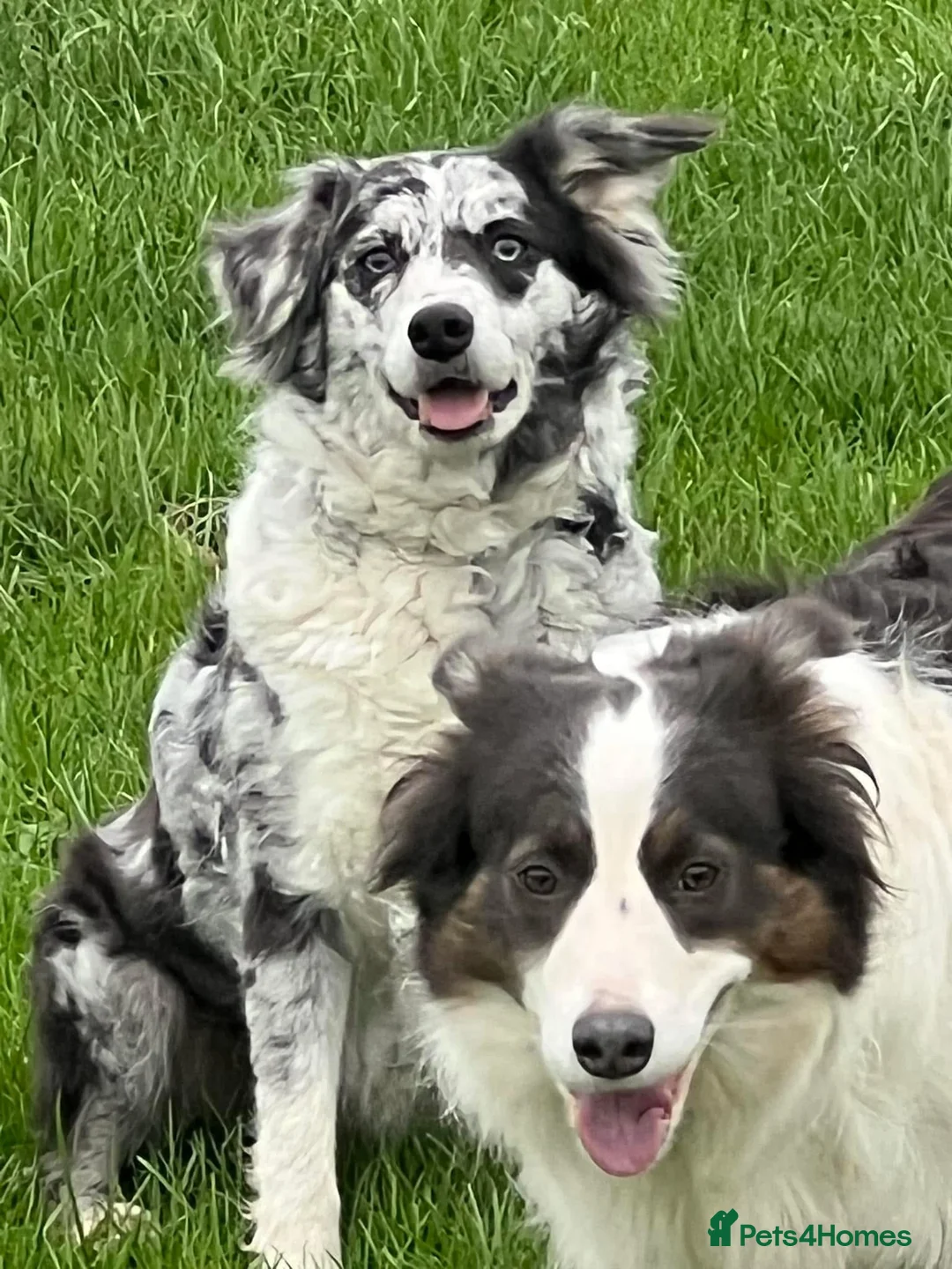 Bordoodle dogs for sale: F1 & F1b Bordoodle pups expected - Advert 5