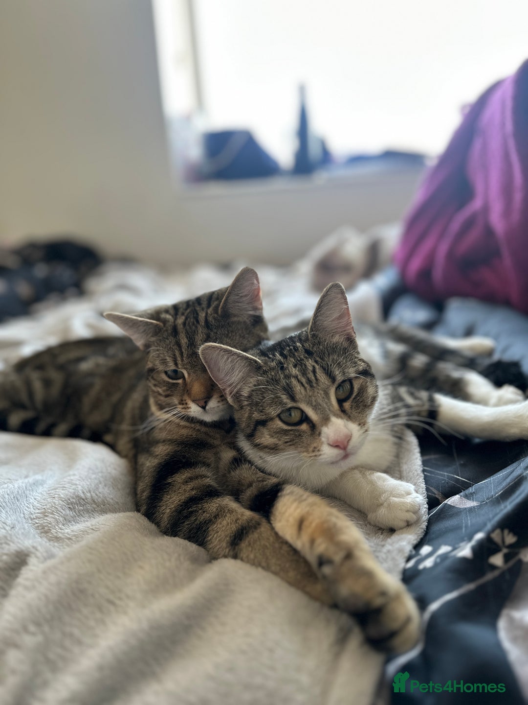 Mixed Breed cats for sale: Short Haired Tabby Female - Image 3