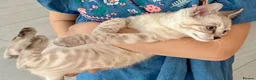 Bengal cats for sale: 🏆Tica Active Seal Siver Lynx Pedigree Bengal🏆🎉 in Birmingham - Advert 3
