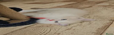 Ragdoll 3