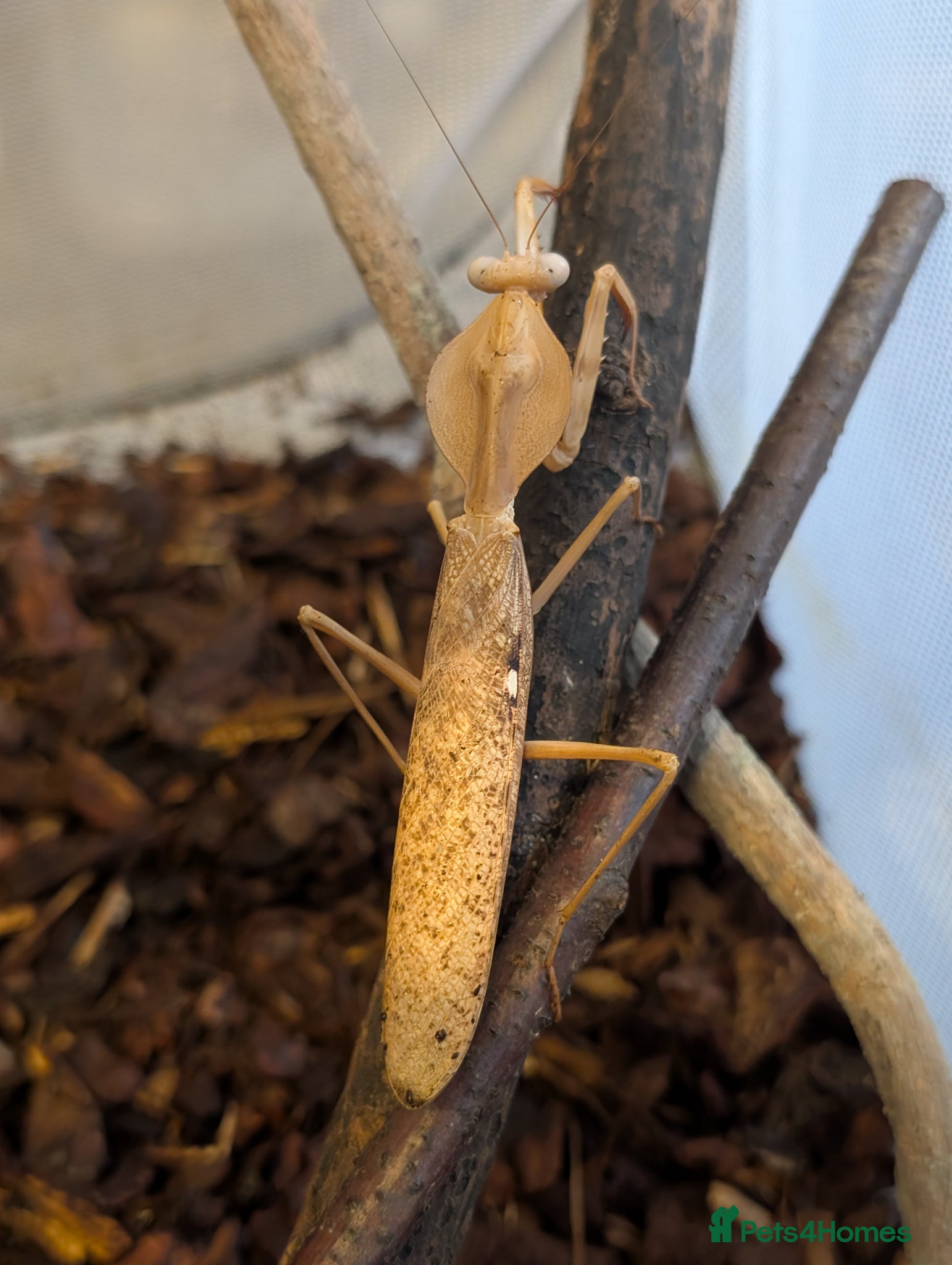 Praying Mantis invertebrates Timor shield mantis - Advert 1