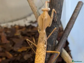 Praying Mantis invertebrates Timor shield mantis - Advert 8