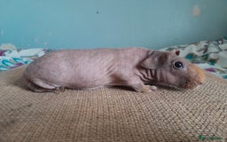 Guinea Pig rodents for sale: Skinny/werewolf boys available - Image 2