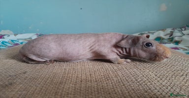 Guinea Pig rodents - Advert 15