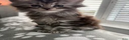Maine Coon cats for sale: Maine Coon Kittens - Advert 5