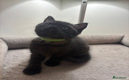 Ragdoll cats for sale: 5 Beautiful Ragdoll/ British Shorthairs - Advert 7