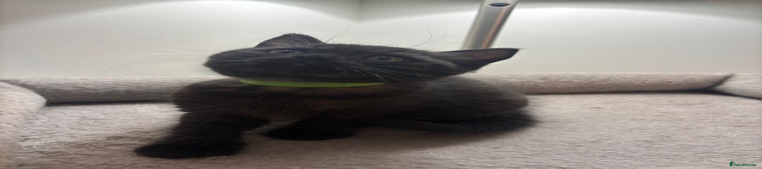 Smoke - Boy - Green Collar