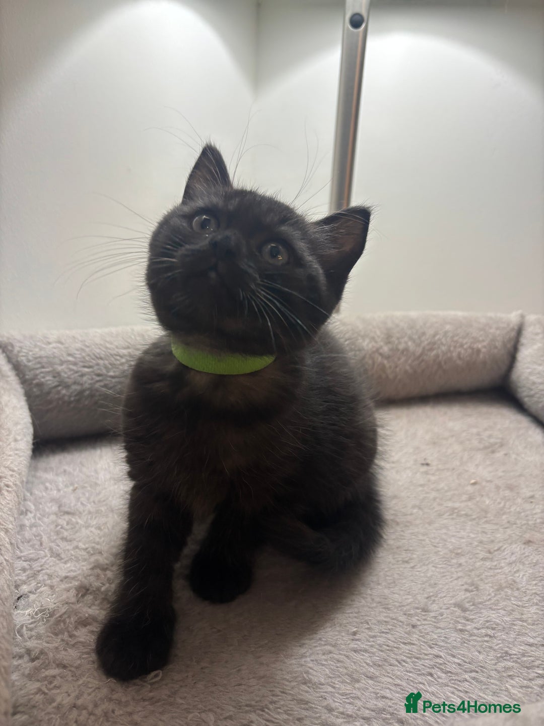 Ragdoll cats for sale: 5 Beautiful Ragdoll/ British Shorthairs - Advert 7