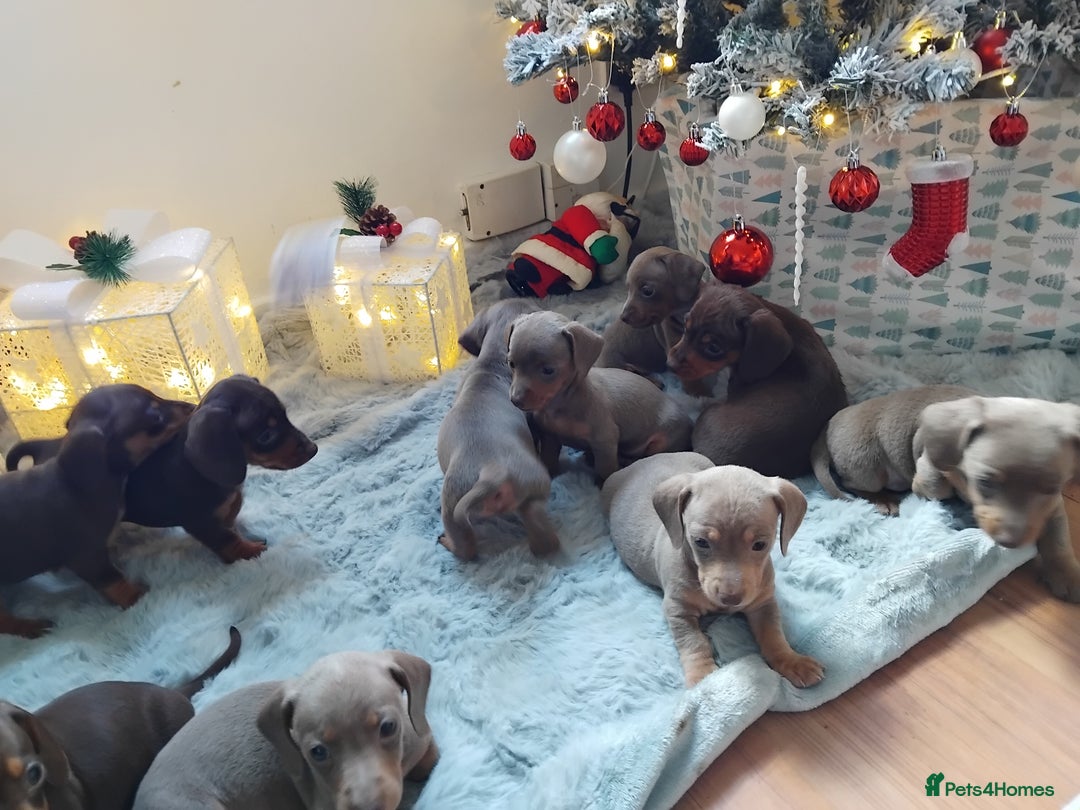 Dachshund dogs for sale: Last 6 stunning boys left. - Advert 3