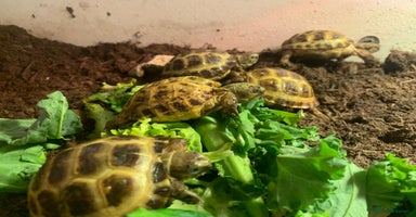 Tortoise reptiles - Advert 3