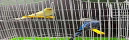 Budgerigars birds for sale: Few pair of budgies with cage  - Advert 16