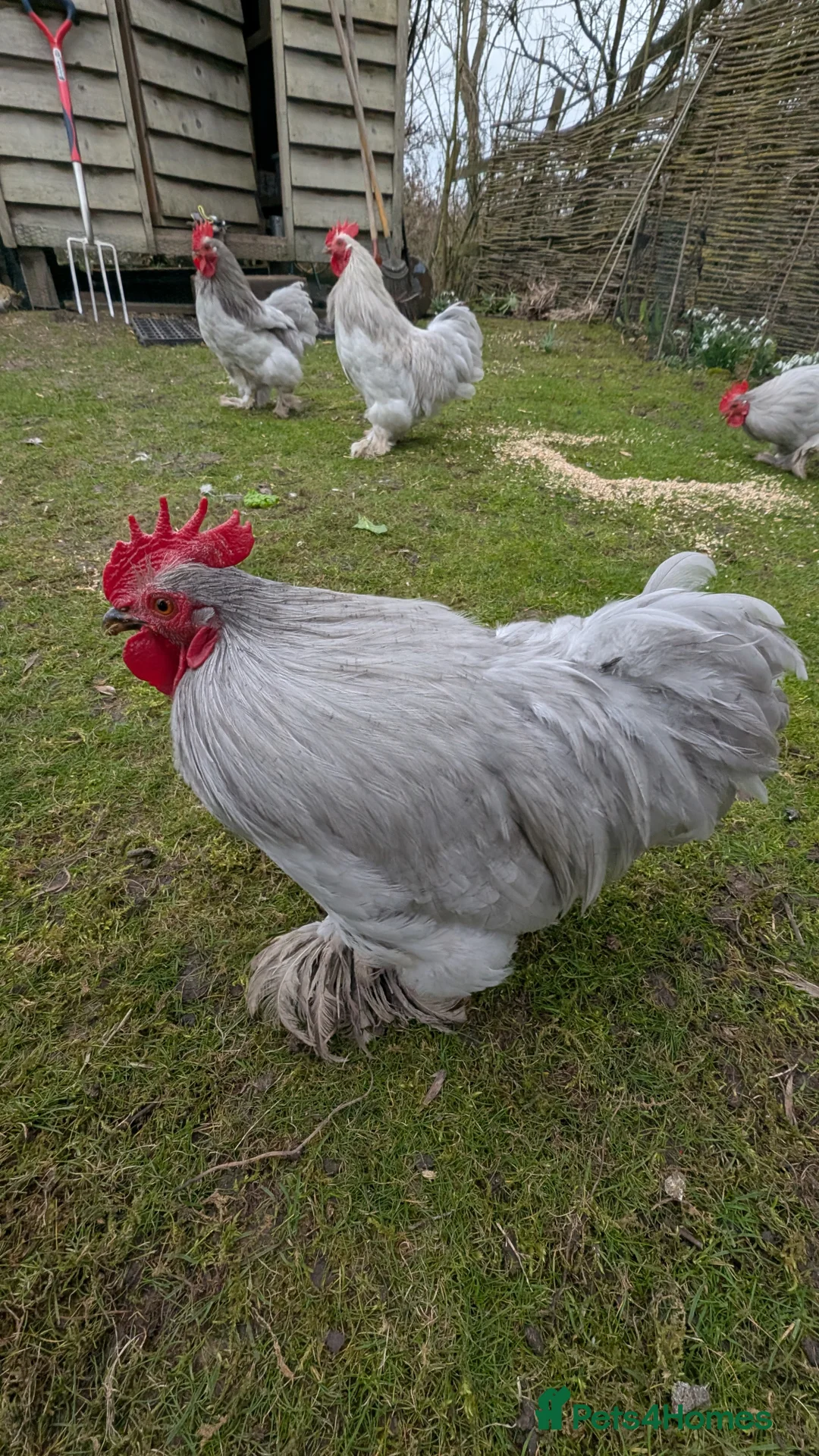 Chickens poultry for sale: Silkie Bantam Cockerels  - Advert 3