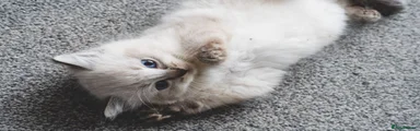 Ragdoll 3