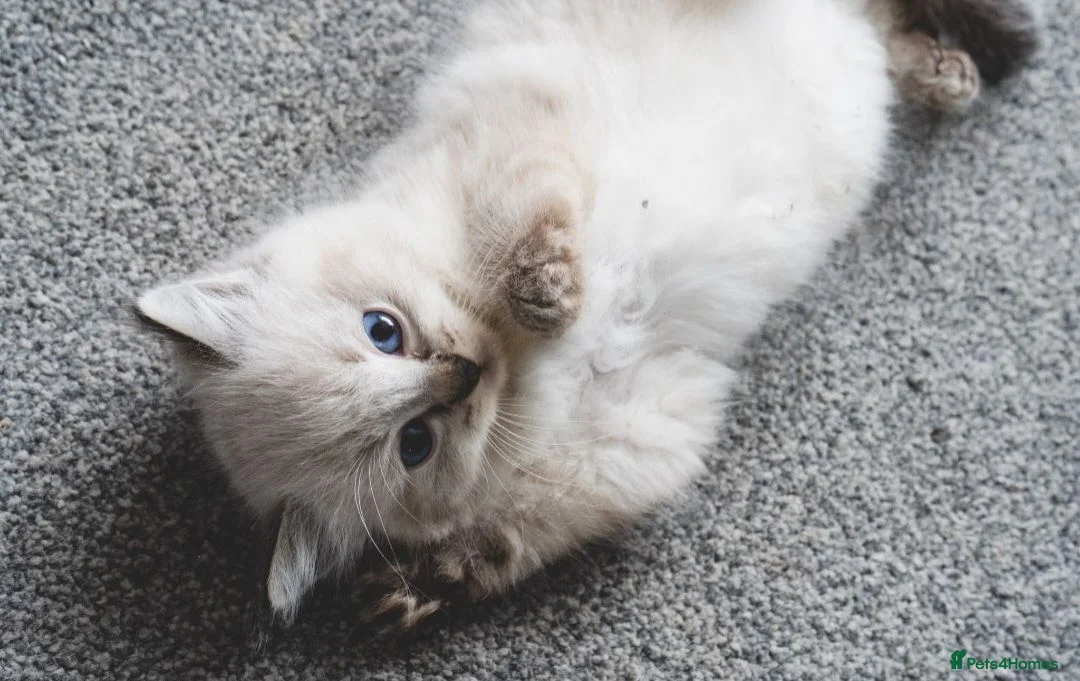 Ragdoll cats for sale: Pedigree registered ragdoll kittens Gccf  - Advert 5