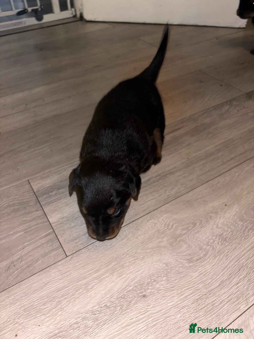 Rottweiler dogs for sale: 7 stunning chunky full breed Rottweilers  - Advert 5