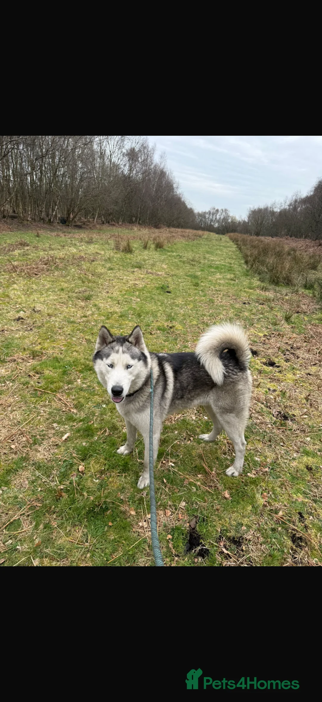 Siberian Husky dogs for stud: Marlo  in Manchester - Advert 1