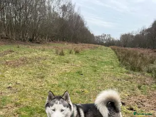 Siberian Husky dogs Marlo - Advert 1