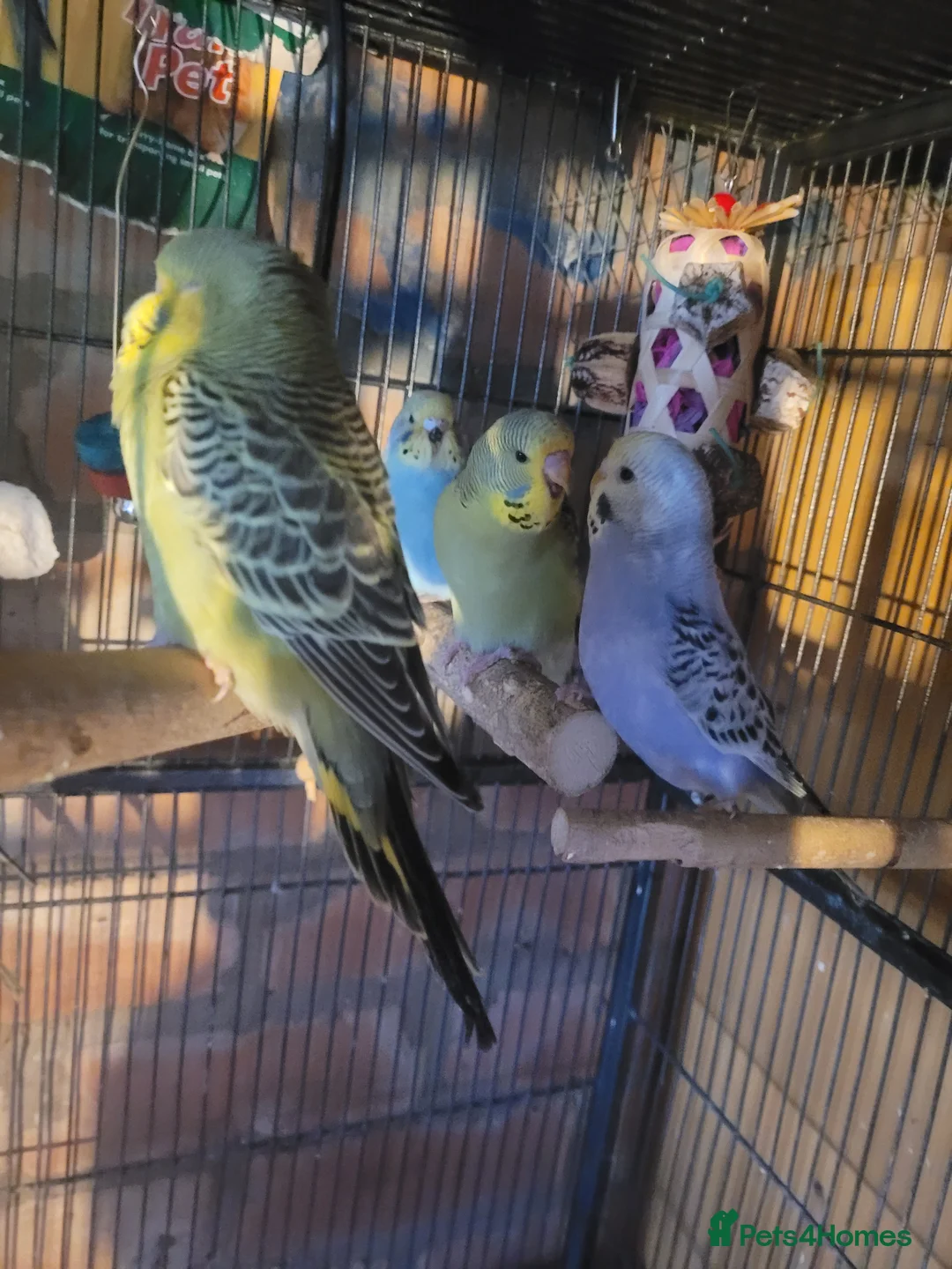 Budgerigars birds for sale: Baby Budgies (no offers) - Advert 3