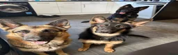 German Shepherd dogs for sale: 2 young beautiful German shepherd pups  - Advert 20
