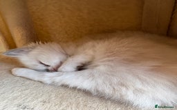 Ragdoll cats for sale: 5 beautiful GCCF Ragdoll kittens - Image 22