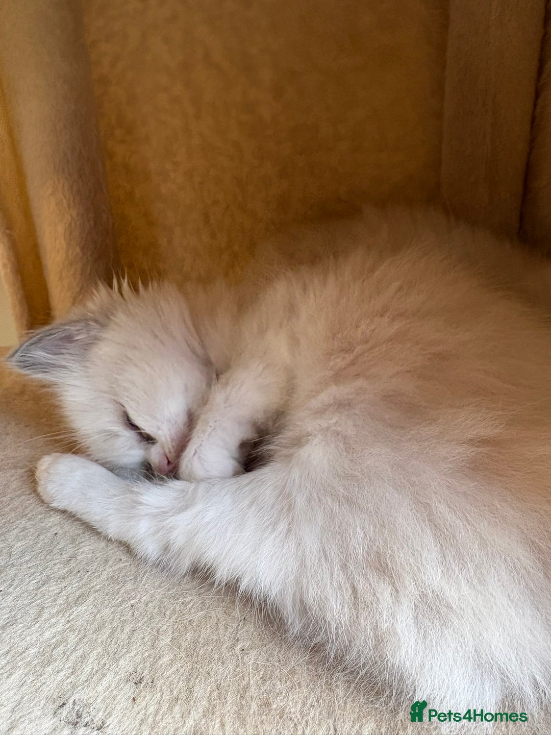 Ragdoll cats for sale: 5 beautiful GCCF Ragdoll kittens - Image 22