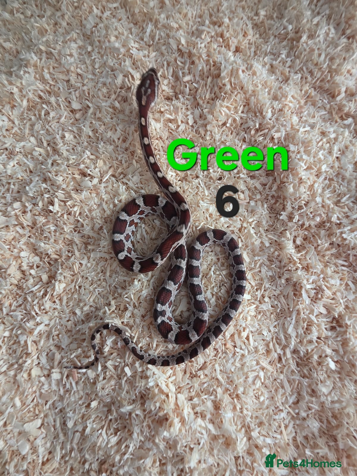 Corn Snake reptiles for sale: Various Cornsnakes avilable  - Advert 21