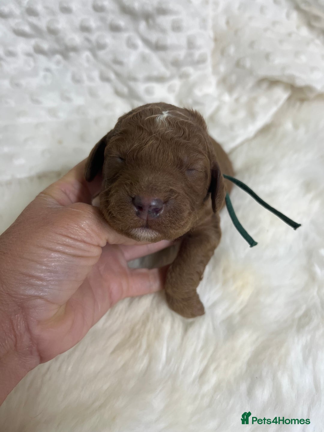 Goldendoodle dogs for sale: multigenerational Australian Golden doubledoodles - Image 19