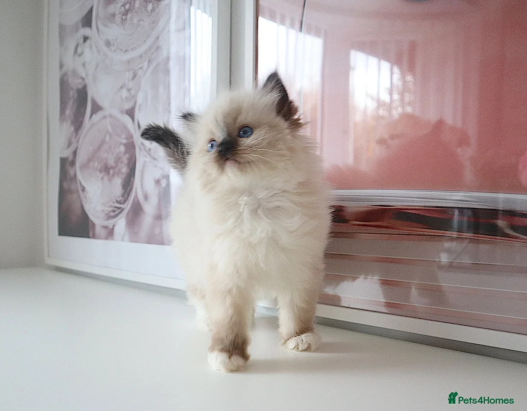 Ragdoll cats for sale: INDOOR GCCF REGISTERED RAGDOLL FEMALE KITTEN - Advert 37