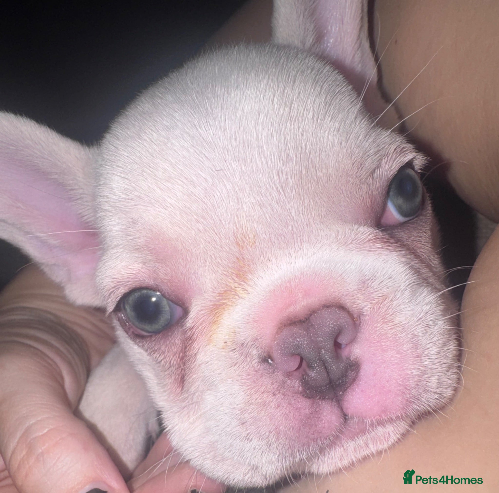 French Bulldog dogs Beautiful Platinum French Bulldogs - Advert 18