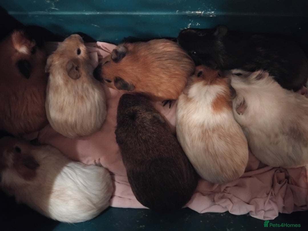 Guinea Pig rodents for sale: Young guinea pigs  - Advert 5